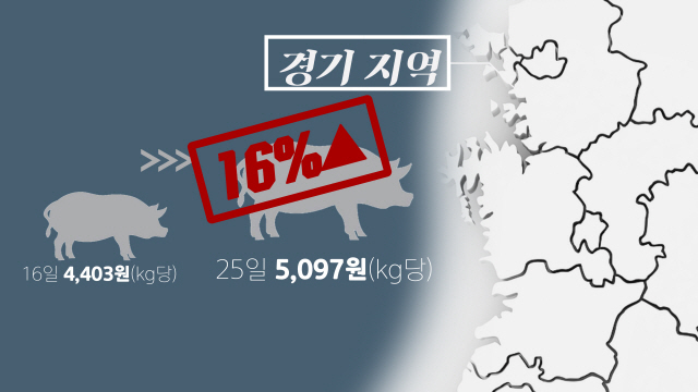 [영상]'열흘만에 9건' 중국보다 빠른 돼지열병 확산 … 이대로는 한국이 위험하다?