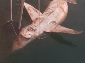29일 오후 5시 53분께 부산항 8부두 인근 해상에서 길이 2m, 무게 100~120kg(추정) 가량의 상어가 죽은 채 발견됐다./사진제공=부산해양경찰서