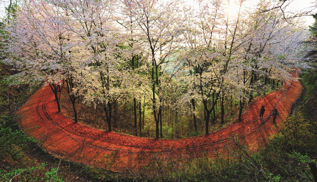 대전시 대덕구 계족산에 조성된 황톳길. 사진제공=대전시