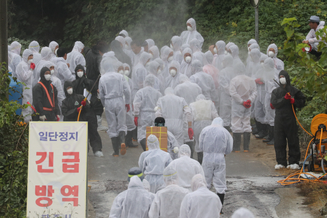 전파 경로 여전히 깜깜한데…파주서 돼지열병 2건 더 확진