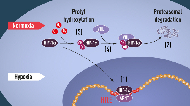 (1) 산소수준이 낮을 때(저산소증), HIF-1α는 분해되지 않고 핵에 축적돼 ARNT와 결합, 저산소증 조절 유전자에서 (HRE)라는 DNA서열에 결합한다. (2) 정상적인 산소 수준에서, HIF-1α는 단백질분해효소에 의해 빠르게 분해된다. (3) 산소는 수산화기(-OH)를 HIF-1α에 첨가해 분해과정을 조절한다. (4)그런 다음 VHL 단백질은 HIF-1α와 복합체를 인식, 결합해 산소 의존적 방식으로 분해된다.