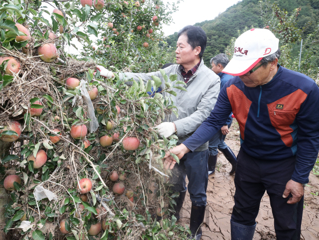 김병원(왼쪽) 농협중앙회장이 7일 경북 영덕군 축산면에 있는 사과농장을 찾아 태풍 피해를 입은 농업인을 위로하고 있다./사진제공=농협