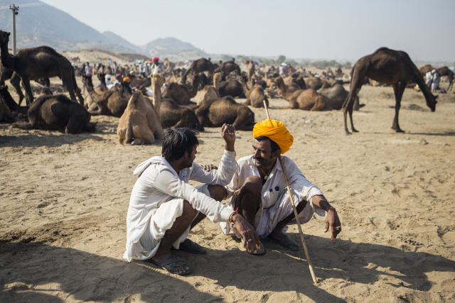 인도 타르 사막/블룸버그