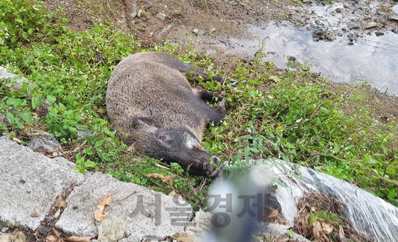 강원 철원서 발견된 멧돼지 폐사체 아프리카돼지열병 '양성'