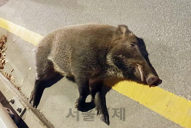 서울 가양대교에 야생 멧돼지 출몰해 사살…방역 당국 비상