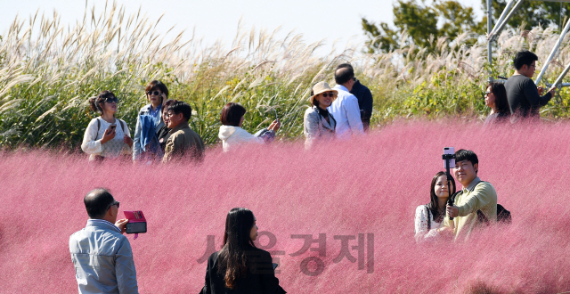 13일 오전 휴일을 맞아 서울 마포구 하늘공원을 찾은 나들이객들이 핑크물리그라스를 관람하며 깊어가는 가을을 만끽하고 있다./오승현기자 2019.10.13