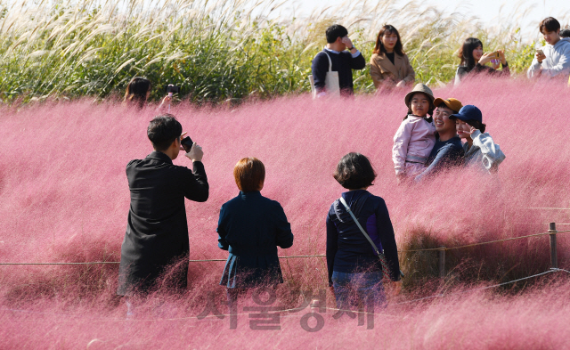 13일 오전 휴일을 맞아 서울 마포구 하늘공원을 찾은 나들이객들이 핑크물리그라스를 관람하며 깊어가는 가을을 만끽하고 있다./오승현기자 2019.10.13