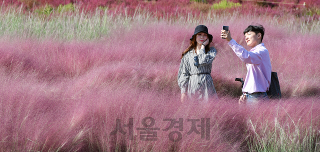 13일 오전 휴일을 맞아 서울 마포구 하늘공원을 찾은 나들이객들이 핑크물리그라스를 관람하며 깊어가는 가을을 만끽하고 있다./오승현기자 2019.10.13