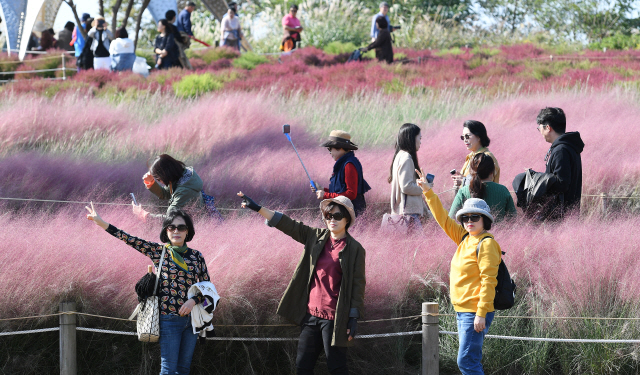 13일 오전 휴일을 맞아 서울 마포구 하늘공원을 찾은 나들이객들이 핑크물리그라스를 관람하며 깊어가는 가을을 만끽하고 있다./오승현기자 2019.10.13