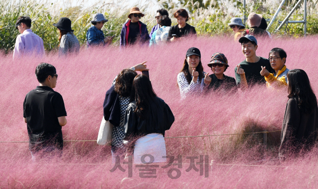 13일 오전 휴일을 맞아 서울 마포구 하늘공원을 찾은 나들이객들이 핑크물리그라스를 관람하며 깊어가는 가을을 만끽하고 있다./오승현기자 2019.10.13