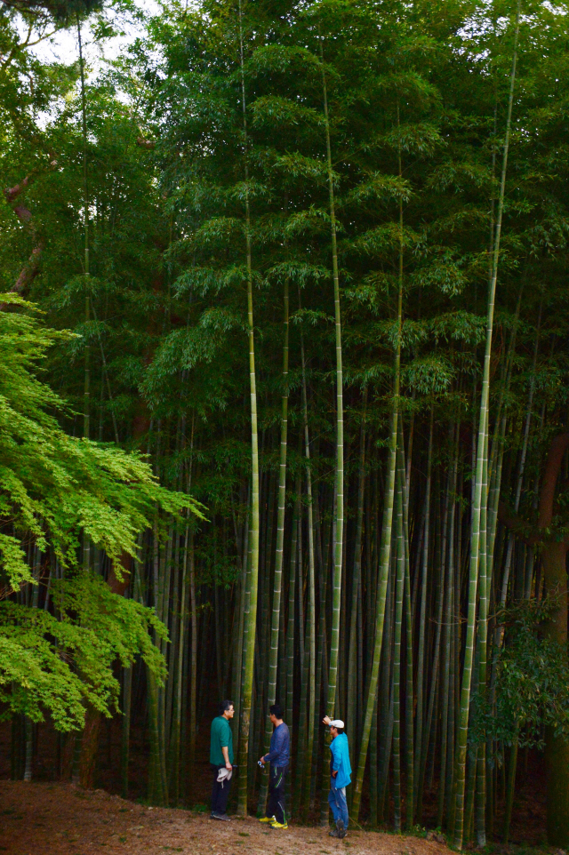 고창읍성 안에 군락을 이루고 있는 맹종죽 대숲.