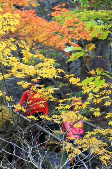 지난 13일 강원도 속초시 설악산을 찾은 등산객들이 단풍이 붉게 물든 등산로에서 산행을 즐기고 있다.  /속초=연합뉴스