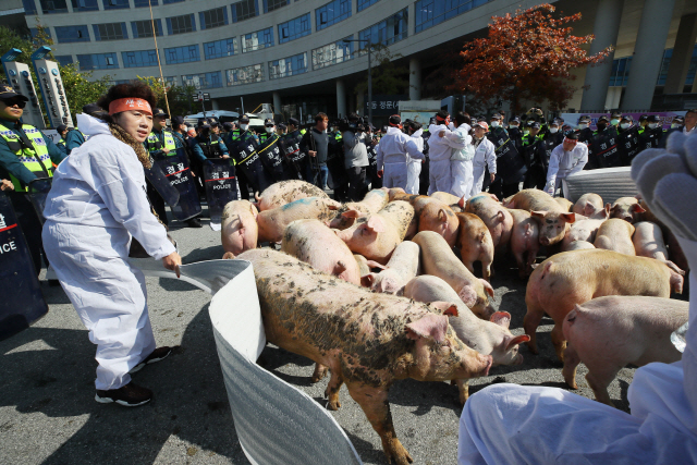[사진]돼지 몰고 온 양돈농가 '대책 내놔라'