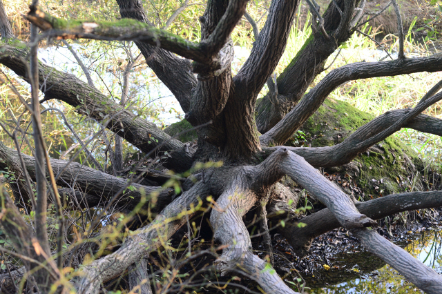 우포늪 주변에 방사선 모양으로 뻗으면서 성장한 버드나무. 사방으로 퍼진 모습이 이채롭다.