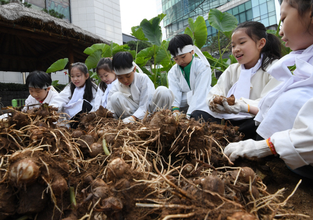 서리가 내리는 상강을 이틀 앞둔 22일 서울 중구 농업박물관 앞 야외농장에서 미동초등학교 3학년 학생들이 토란을 캐고 있다./성형주기자 2019.10.22