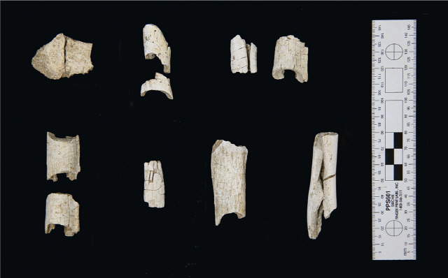 한성백제 왕실 무덤으로 추정되는 석촌동 고분군에서 발굴된 화장된 인골. /사진제공=한성백제박물관