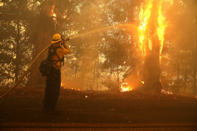 산불이 확산하고 있는 미국 캘리포니아주 소노마 카운티의 윈저 마을에서 27일(현지시간) 소방관이 불 타고 있는 나무를 향해 물을 뿌리고 있다. /윈저=AFP연합뉴스
