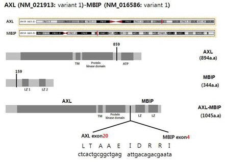 AXL 유전자와 MBIP 유전자가 결합해 만들어진 AXL-MBIP 융합유전자의 모식도/사진제공=마크로젠