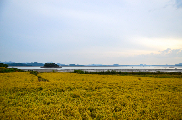 충남 서산 웅도의 황금빛 논.