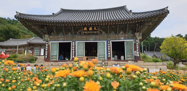 조선 영조 대에 지어진 보물 제1536호 대구 동구 동화사 대웅전 앞에 국화꽃이 피어 있다.