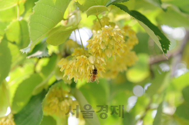 최고급 밀원으로 알려진 찰피나무에서 벌이 활동하고 있다. 사진제공=국립산림과학원