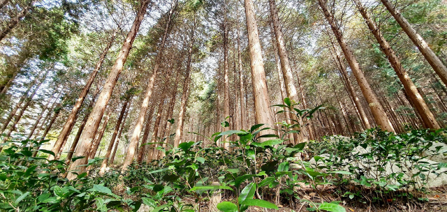 시루봉 등산길, 드림로드 일대에서 만날 수 있는 녹차로드와 편백숲. /사진제공=창원시