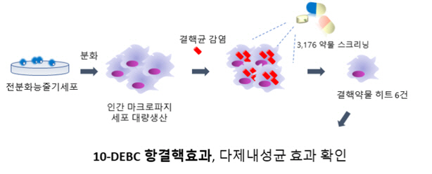 마크로파지를 활용한 결핵약물 발굴 과정/자료제공=질병관리본부 국립보건연구원