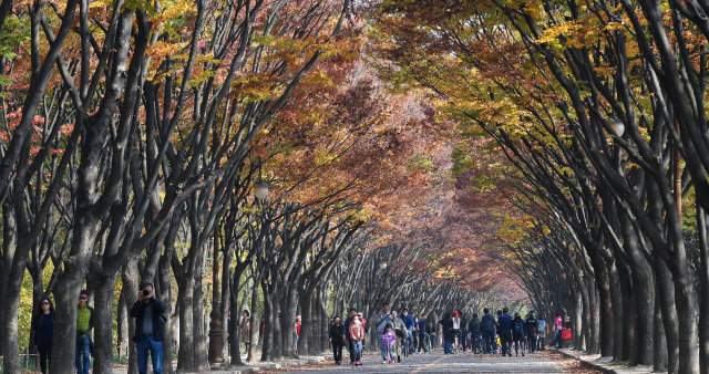 3일 오후 인천시 남동구 인천대공원에서 나들이객들이 아름드리 느티나무가 양쪽으로 펼쳐진 단풍터널을 산책하며 만추의 정취를 만끽하고 있다./인천=오승현기자 2019.11.03