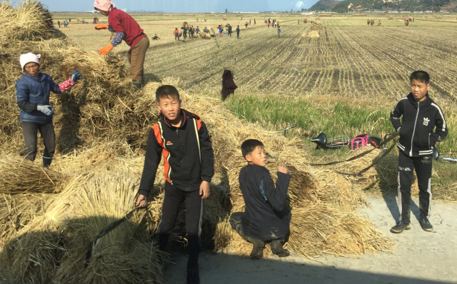 가을 맞이 추수를 하고 있는 북한 강원도 지역 주민들 / 트위터 캡처