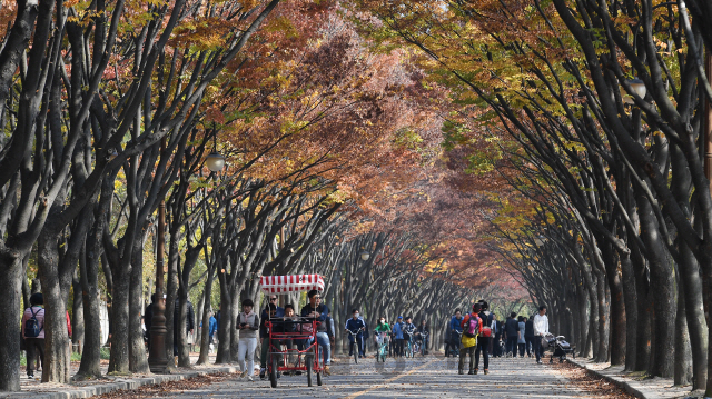 3일 오후 인천시 남동구 인천대공원에서 나들이객들이 아름드리 느티나무가 양쪽으로 펼쳐진 단풍터널을 산책하며 만추의 정취를 만끽하고 있다./인천=오승현기자 2019.11.03