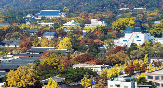 맑고 화창한 날씨를 보인 7일 오후 서울 종로구의 한 건물에서 바라본 경복궁 주변이 노란 은행잎과 빨간 단풍으로 물들어 있다./오승현기자 2019.11.07