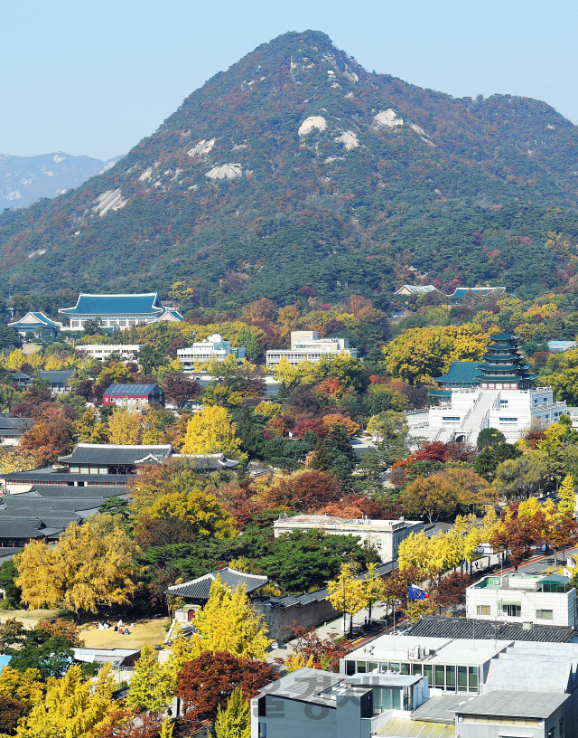 맑고 화창한 날씨를 보인 7일 오후 서울 종로구의 한 건물에서 바라본 경복궁 주변이 노란 은행잎과 빨간 단풍으로 물들어 있다./오승현기자 2019.11.07