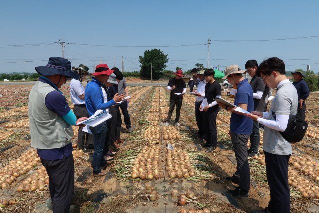 농우바이오 연구원들이 재배한 양파의 품질을 점검하고 있다./사진제공=농우바이오