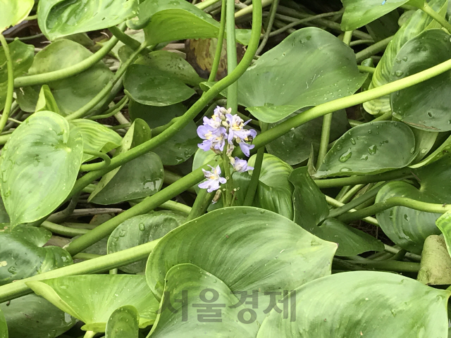 수생식물인 물옥잠