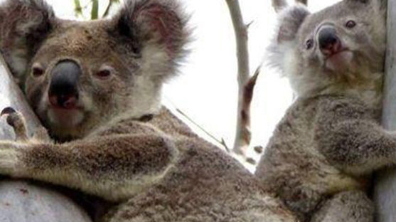 '호주의 상징' 코알라, 성병 만연으로 종 보존에 심각한 위기