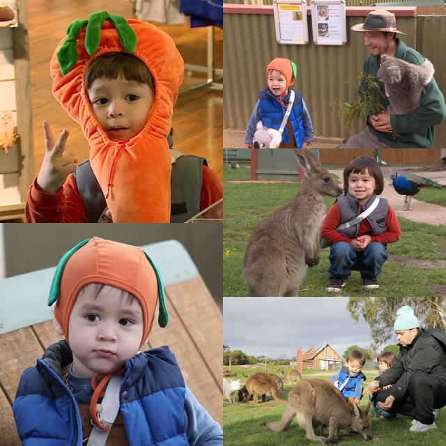 '슈돌' 윌벤져스, 귀여운 당근으로 변신...호주 동물 친구들과 특별한 만남