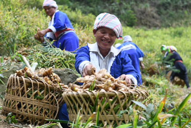 중국 남부 오지인 광시좡족자치구 허저우의 야오족 농민들이 생강을 수확하고 있다. 빈곤퇴치를 내세운 정부의 인프라 지원과 기업들의 판매 지원으로 오지 농촌들이 혜택을 받고 있다./신화연합뉴스