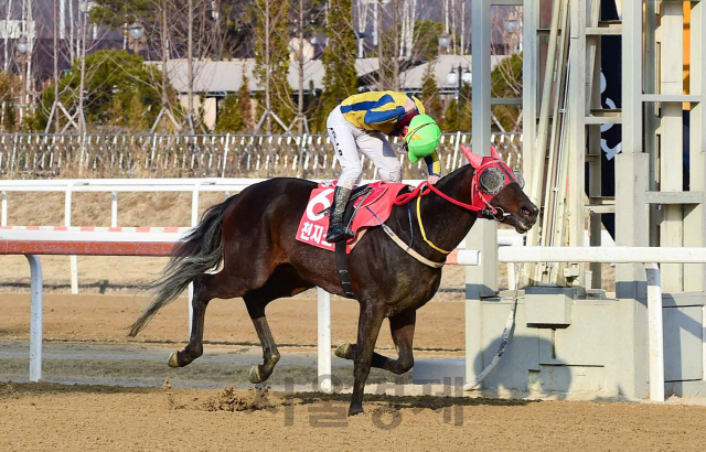 역주하는 천지스톰.  /사진제공=한국마사회