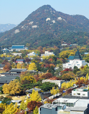 서울 종로구의 한 건물에서 바라본 경복궁 주변이 노란 은행잎과 빨간 단풍으로 물들어 있다. /오승현기자