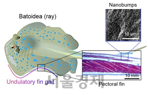 가오리 지느러미 구조.