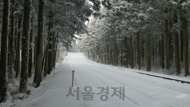 국유림명품숲으로 선정된 제주 사려니숲의 설경. 사진제공=산림청