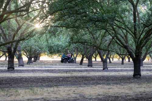 캘리포니아 아몬드 협회, 미래 농업 가속화 위해 590만 달러 규모 연구 투자