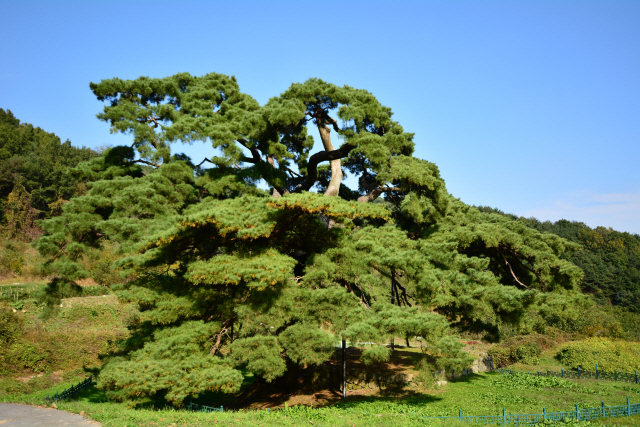 경남 합천 화양리 마을 밭에 자리잡은 400살의 ‘할매 소나무’. 치마를 두른 듯 풍성한 모습을 한 소나무의 자태가 아름답다.