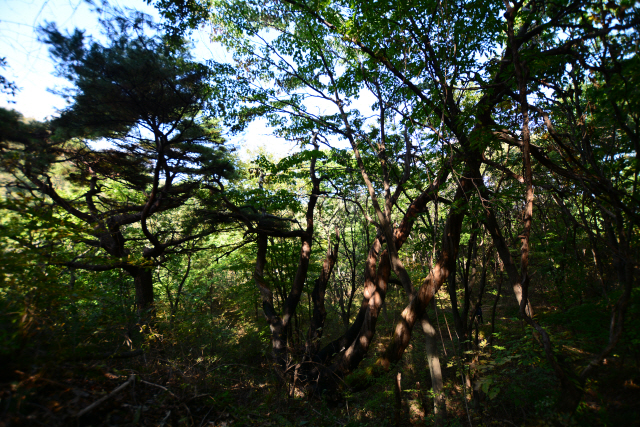 화양리 마을 뒷산에 있는 할배 소나무. 주위 나무들의 그늘에 가려진 모습이 세월의 흐름을 보는 듯 하다.