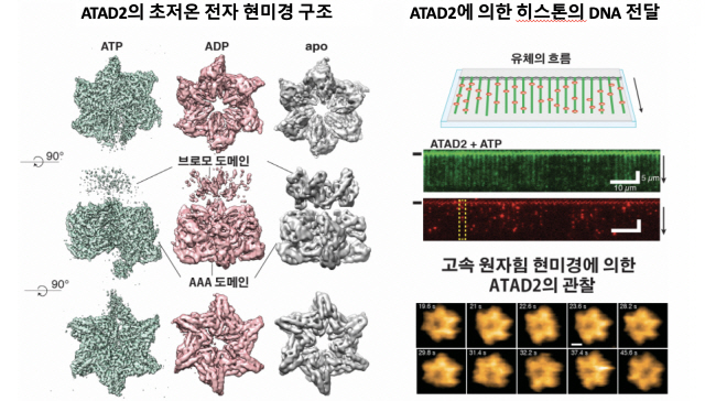 그림 왼쪽. 초저온 전자 현미경으로 풀이한 ATAD2의 세 가지 구조. 각각의 색깔은 다른 에너지 상태를 나타내며, 고리 구조에서 나선형 구조로의 변화를 보인다. 그림 오른쪽 상단은 단분자 형광 이미징을 통해 ATAD2가 DNA(초록색)에 히스톤 (붉은색) 분자를 결합시켜주는 과정을 보인다. 그림 오른쪽 아래 고속 원자힘 현미경에 의한 ATAD2 구조 변화의 실시간 관찰. /사진제공=UNIST