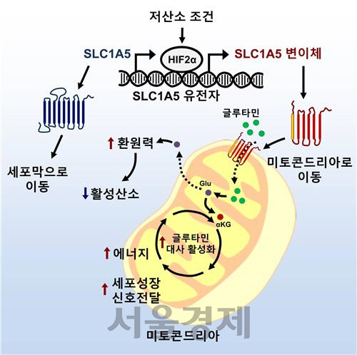 SLC1A5 유전자 변이체가 글루타민을 세포 내 미토콘드리아로 옮기는 경로 모식도.  /자료제공=한국연구재단