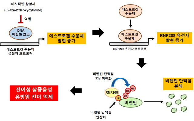 RNF208 유전자의 유방암 전이억제 기전