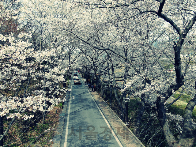 하동벚꽃길. 사진제공=산림청