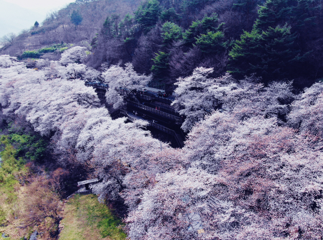 경남 하동군 화개면 십리벚꽃길./사진제공=하동군