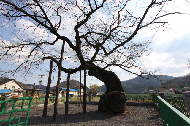 경남 의령군 세간면에 서 있는 느티나무 ‘현고수’.